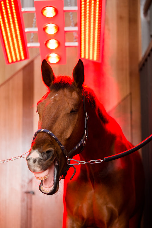 Equine solarium and sauna.
