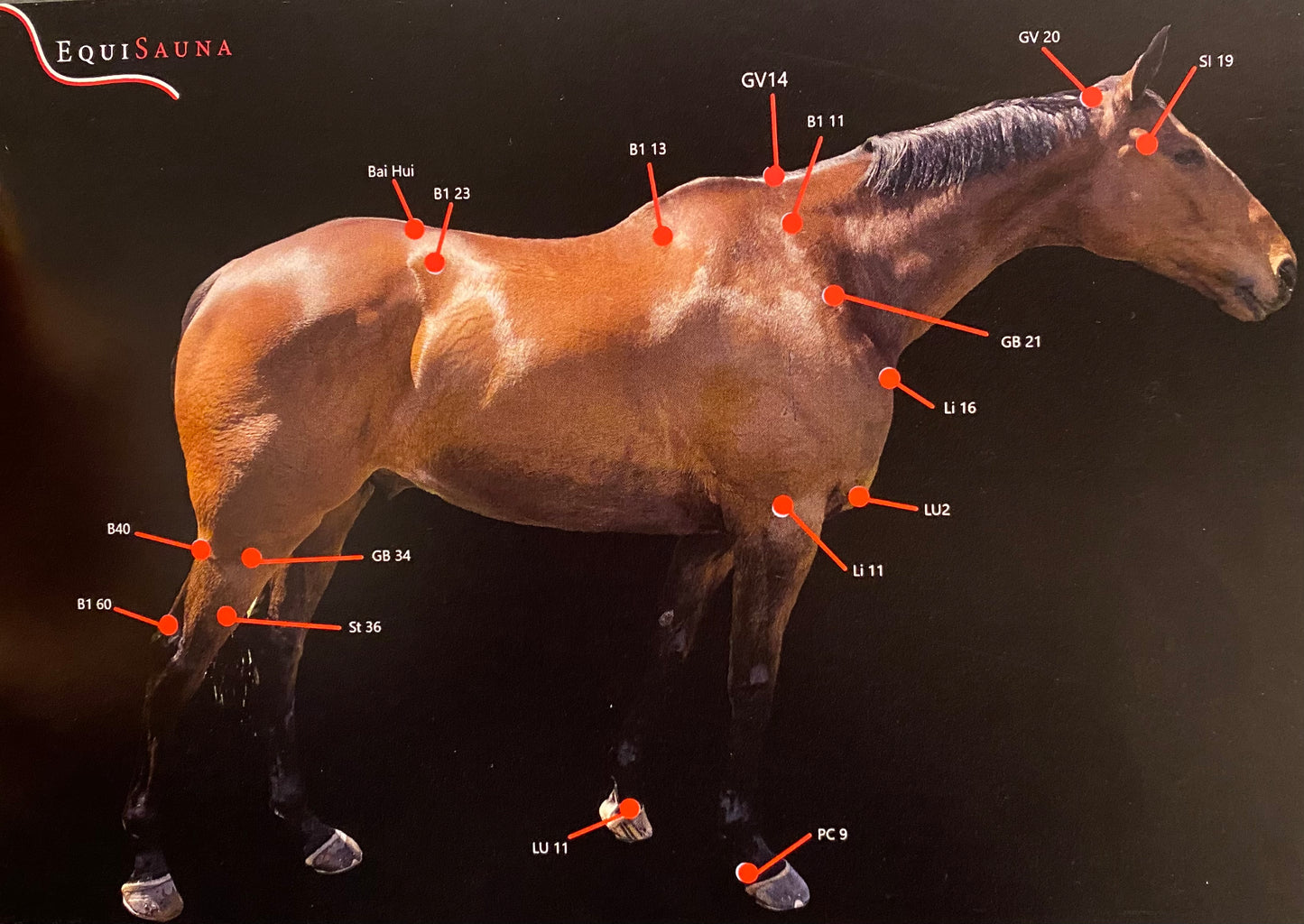 Red Light Therapy Torch