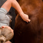 Equine Gua Sha Massage Tool